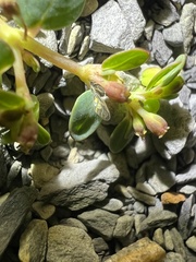 Euphorbia cryptorubra