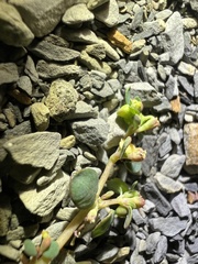 Euphorbia cryptorubra
