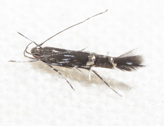 Cosmopterix pulchrimella