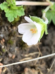 Geranium potentilloides