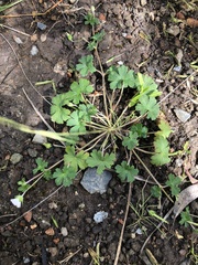 Geranium potentilloides