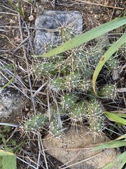Opuntia fragilis