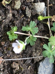 Geranium potentilloides