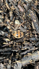 Epilachna tredecimnotata