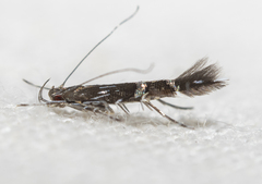 Cosmopterix pulchrimella