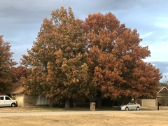 Quercus shumardii