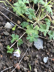 Geranium potentilloides