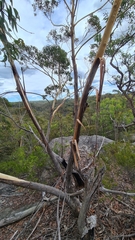 Eucalyptus piperita
