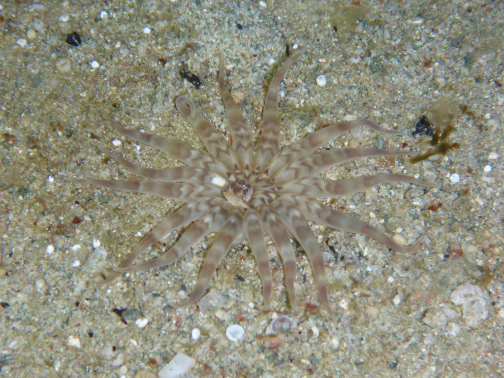 Metapeachia tropica (Metapeachia tropica)