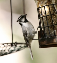 Baeolophus wollweberi