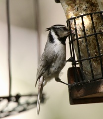 Baeolophus wollweberi