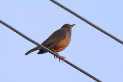 Turdus olivaceus