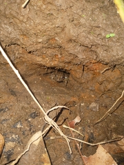 Leptodactylus melanonotus