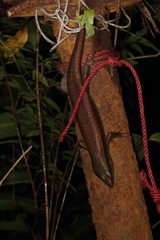 Eutropis carinata