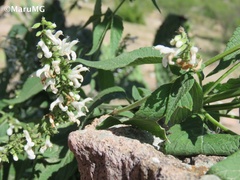 Salvia connivens