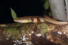 Eutropis carinata