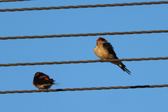 Cecropis cucullata