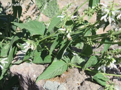 Salvia connivens