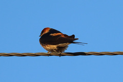 Cecropis cucullata