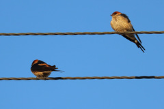 Cecropis cucullata