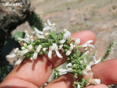 Salvia connivens