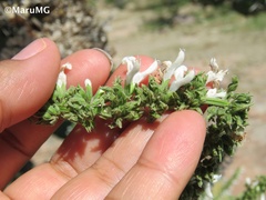 Salvia connivens