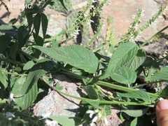 Salvia connivens