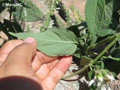 Salvia connivens