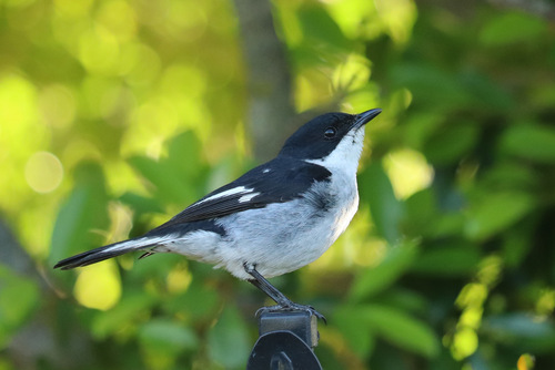 Melaenornis silens