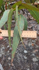 Corymbia eximia