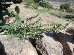 Salvia connivens