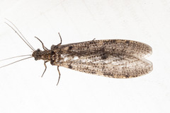 Archichauliodes diversus
