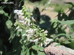 Salvia connivens