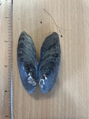 Hyridella depressa