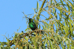 Nectarinia famosa