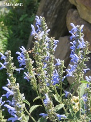 Salvia connivens