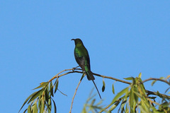 Nectarinia famosa