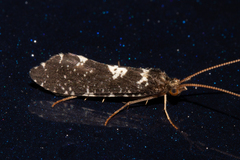 Polyplectropus