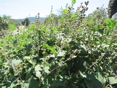 Ambrosia cordifolia