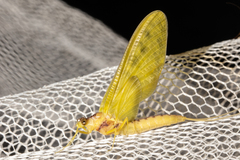 Ameletopsis perscitus