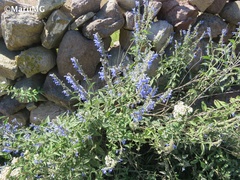Salvia connivens