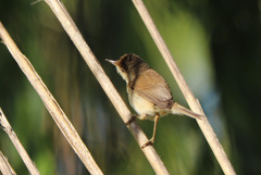 Acrocephalus scirpaceus baeticatus