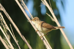 Acrocephalus scirpaceus baeticatus