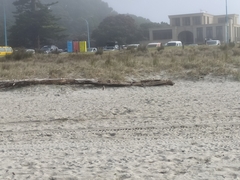 Charadrius obscurus aquilonius