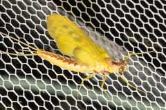 Ameletopsis perscitus