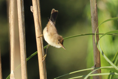 Acrocephalus scirpaceus baeticatus