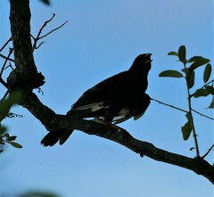 Bubalornis niger niger