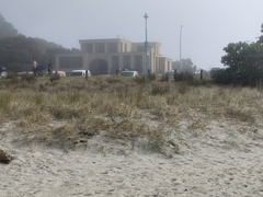 Charadrius obscurus aquilonius