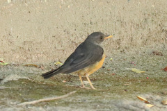 Turdus olivaceus