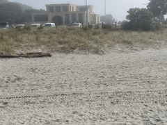 Charadrius obscurus aquilonius